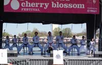 CherryBlossom1